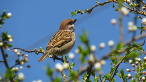 Во Владимирской области за неделю насчитали более 300 воробьев на кустах