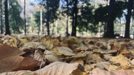 Погода во Владимирской области на 30 сентября