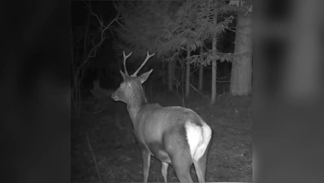 В Киржачском районе благородный олень попал в фотоловушку «крупным планом»