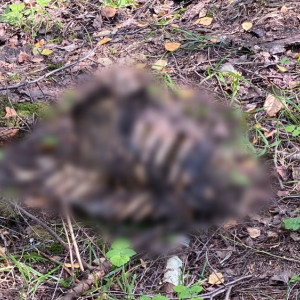Владимирцы испугались найденных в лесу останков