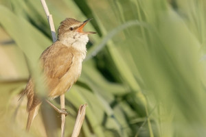 Седьмой день Великого поста: что можно и нельзя 24 марта