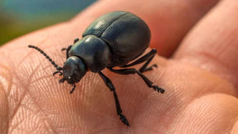Во Владимирской области сеть «Магнит» оштрафовали за риск заноса опасных насекомых