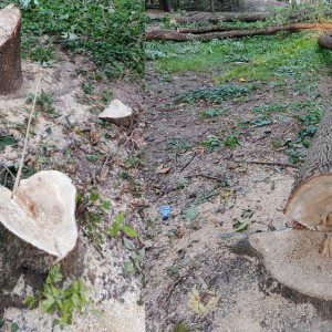 В Центральном парке Владимира спилили 10 деревьев