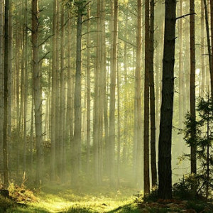 Жителей Владимирской области позвали на срочные поиски в лесу 78-летнего дедушки