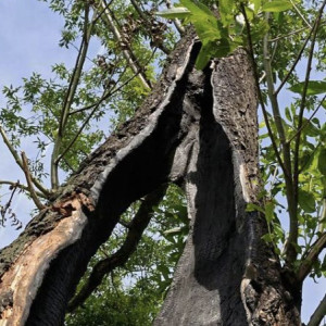 Гайд «День во Владимире». Чем опасна ясеневая златка и как с ней бороться