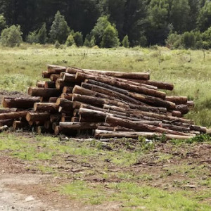Двое жителей Суздаля избежали реальных сроков за спил деревьев на миллион рублей