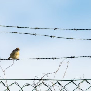 Пытавшемуся подорвать чиновников гранатой жителю Александрова смягчили приговор