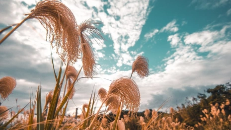 Во Владимирской области высадят экзотическое сельское растение 