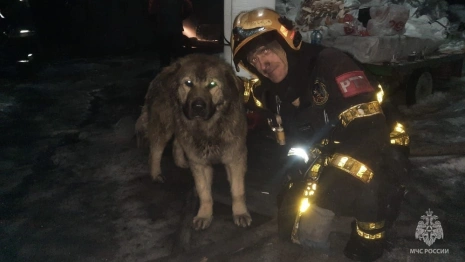 Владимирский спасатель нашел четвероногого друга после пожара на обувном складе