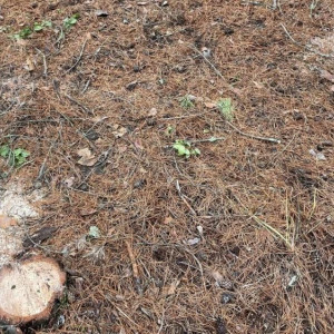 Вырубка леса в Красной Горбатке привела к уголовному делу