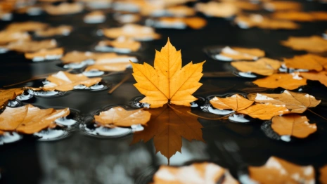 От +14 до заморозков. Синоптик поделился прогнозом на октябрь во Владимирской области