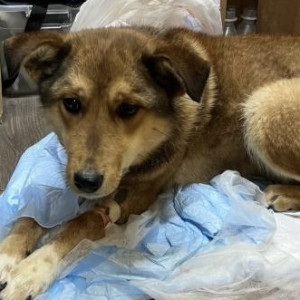 Стала известна судьба собаки из Владимира с почти оторванной головой