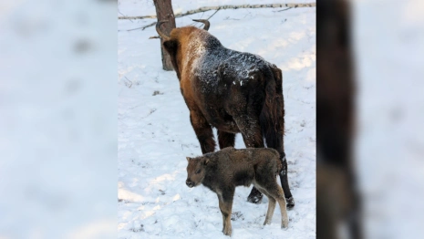 Владыка и Властимир. Во Владимирской области продолжают выбирать имя зубренку
