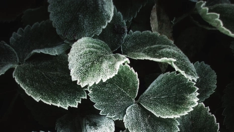 Во Владимирской области ночью похолодает до -2 градусов