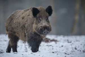Неизвестные застрелили 4 кабанов в заказнике в Юрьев-Польском