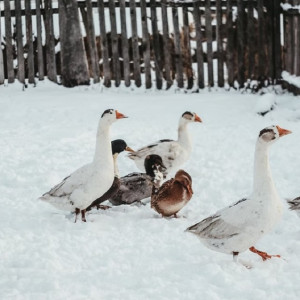 День Петра-полукорма: что можно и чего нельзя делать 29 января
