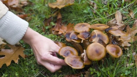 Гайд «День во Владимире». Что такое ботулизм и как избежать заражения через грибы