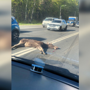 Под Владимиром на трассе Р-132 сбили лося