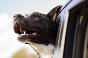 Во Владимирской области запретили держать собак под окнами многоэтажек
