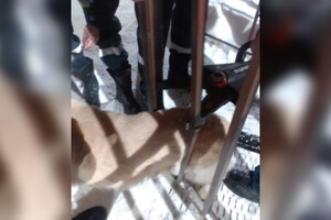 Во Владимире спасатели вызволили застрявшую в калитке забора собаку