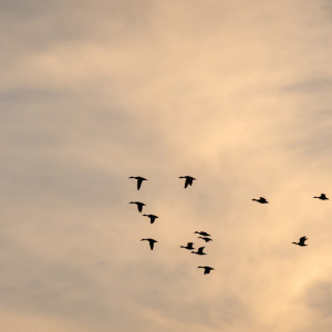 Народные приметы на 3 ноября. Что нужно сделать в Иларионов день, чтобы привлечь удачу