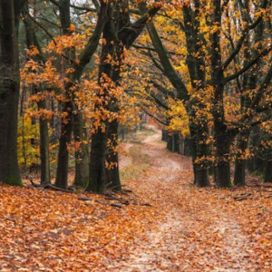 Прогноз погоды во Владимирской области на 19 сентября