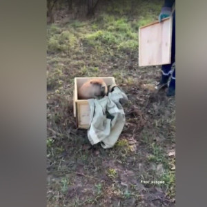 В Коврове бобр забрался в цех электро-механического завода