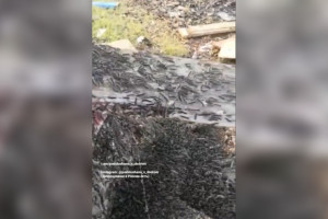 Масштабы нашествия гусениц в Гусь-Хрустальном показали на видео