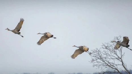 Журавлиное вече: что можно и чего нельзя делать 13 сентября