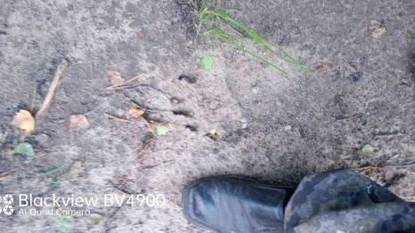 В Вязниковском районе заметили следы бурой медведицы с медвежонком