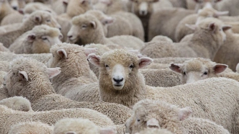 Оспа овец добралась до Гусь-Хрустального района