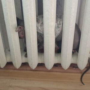 В Судогде спасатели вызволили кота из батареи