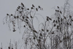 29 день Великого поста: что можно и нельзя 15 апреля