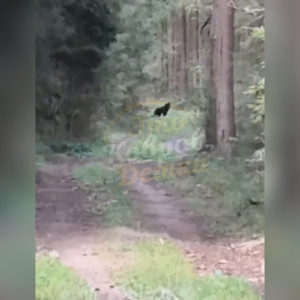 В лесу под Камешково заметили медвежонка