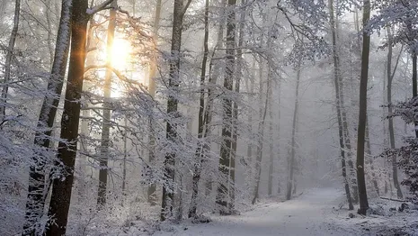 Прогноз погоды во Владимирской области на 7 декабря