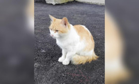 В Коврове мужчина выбросил кота в мешке на мороз