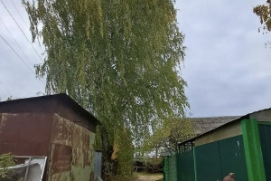 Жители Коврова пожаловались на опасные березы рядом с одноэтажным домом