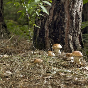 Подберезовики, грузди, белые. Куда пойти за грибами во Владимирской области 