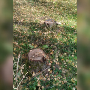 В Муроме вырубка берез обернулась уголовным делом