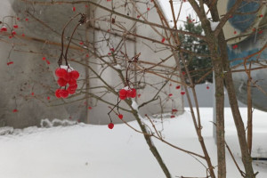 Прогноз погоды во Владимире и области на 17 января 2025 года