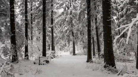 Во Владимирской области пропал 12-летний мальчик в зеленой шапке