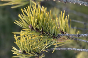 Прогноз погоды во Владимирской области на 28 марта 2026 года