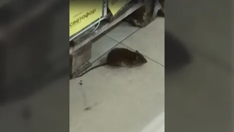 Покупатели обнаружили крыс в одном из популярных супермаркетов Владимирской области