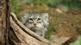 Слово «зажировка» официально включили в русский язык благодаря манулу