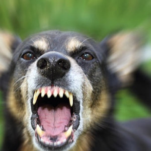 В Гороховецком районе выявили новый очаг бешенства