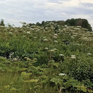 Во Владимирской области предложили штрафовать за зарастание земель борщевиком