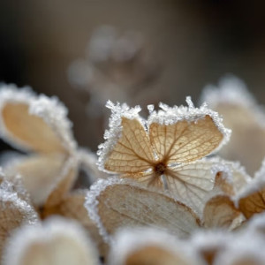 Жителям Владимирской области снова пообещали ночные заморозки