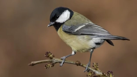 Зиновьев день: что нужно, чтобы в семейной жизни не было скандалов