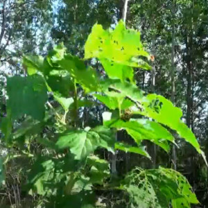 Во Владимирской области реликтовые дубы восстановились без помощи человека