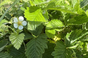 Прогноз погоды во Владимире и области на 24 июня